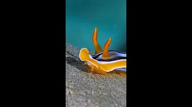 Nudibranch stroll: underwater exploration in Makadi Bay