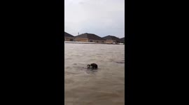 Cat rescued from floodwaters in Ivanovskoye, Orenburg, Russia