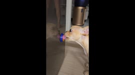 Dog enjoys sweet treat in Yeosu, South Korea