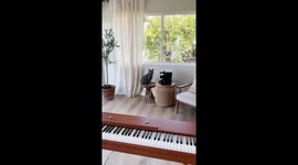 Piano purrfection: cat joins in with owner's melodies