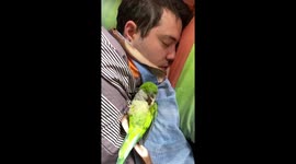 Sleepy parrot Loro plays tug-of-war with sheets