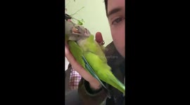 Parrot shenanigans: behind the calm camera act