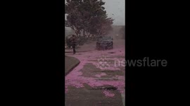 Enchanting cherry blossom shower transforms Chinese university campus into a romantic oasis