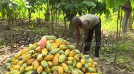 Ghana mulls listing cocoa on national commodities exchange to increase value