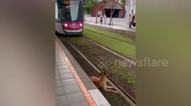 Kind commuters save dog lying on train tracks