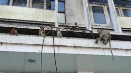 Shop owner searches for 'pervert monkey' caught stealing underwear