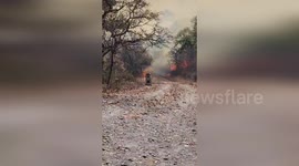 Guatemala: Quiche Mobilizes Against Devastating Forest Fire in El Chajbal