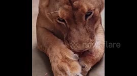 Australia: Lion at Perth Zoo Enjoys Bone Feast, Promoting Dental Hygiene