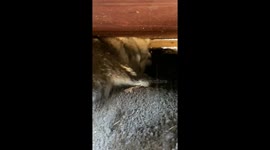 My Alaskan Malamute rejects domestication for the life of her wolf ancestors