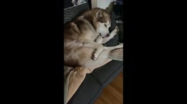 My  3 yr old Alaskan Malamute boy named Fish N Chips is captured in a deep sleep tied up in a fishy knot