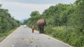 Crazy tourist, touching a wild elephant on the road with very risk SriLanka
