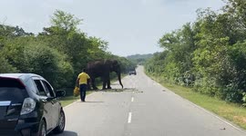 a sri lankan guy was given banana for wild elephant on the road