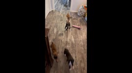 Boxer Dog Isn't Ready To Be A Dad