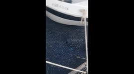 Thousands of Jellyfish Invade Palamos Port