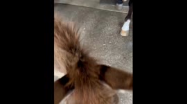 Donkey Dunkin: rollin' for sprays