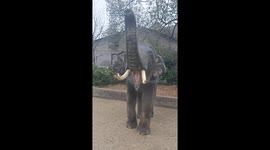 Baby elephant signals for snack, devours bananas