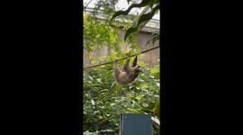 Cutest sloth is walking upside-down holding to the rope in artificial jungle in Copenhagen National Auqrium