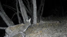 Endangered deer spotted in NE China