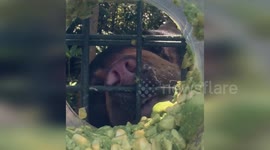 Australia: Sun Bears' Unique Feeding Habit in Perth