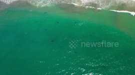 US: Young Great White Sharks Prefer Shallow Waters Near Shore, Study Finds in Santa Barbara
