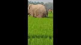 Elephat in residential area