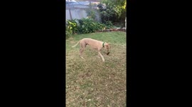 Young retired greyhound racing dog does zoomies in back yard.  Viewers feel exhausted just watching!