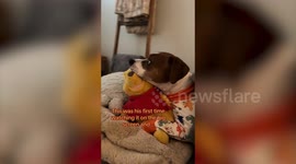 Beagle cross is obsessed with The Lion King