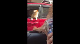 Amusing pupper road rage as dogs bark at each other from cars