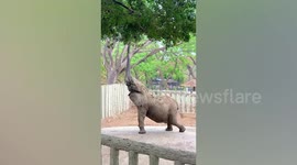 Elephant reaches eucalyptus leaves with trunk