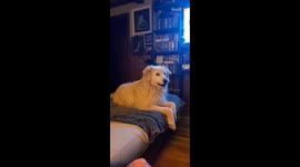 Symphony of souls: Dog's expressive howls create a chorus of connection