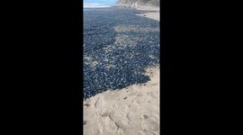 Millions of Small Blue Creatures Wash Up On Oregon Coast