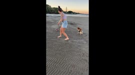 Pint-sized powerhouse: Chihuahua's energetic escapade on the beach