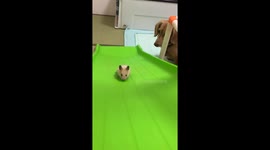Cute Little Hamster Slides Down Slide