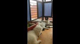 Little Kitten get's Stuck Climbing Fence