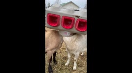 Two greedy goats get their heads stuck in chicken feeder