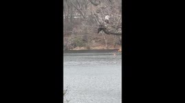 Majestic Bald Eagle Caught Heeding Nature's Call