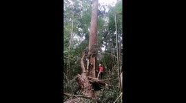Lumberjack falls down to the ground when cutting down a tree in the forest