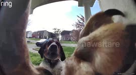 Hilarious moment homeowner's dog rings doorbell camera to be let in