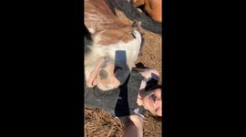 Sleepy Clydesdale Takes a Nap on a Girl's Lap