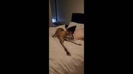 Greyhound named Diva has hilarious reaction when asked if she is sassy