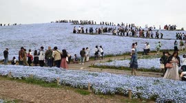 Breathtaking Blue Blossoms: Hitachi Seaside Park Transforms into Floral Wonderland!
