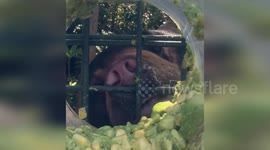 Sun bear laps up smashed avocado in Australia