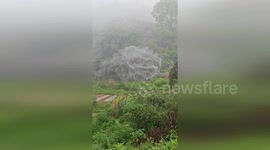 Giant 'spider web' covering bush amazes man in China
