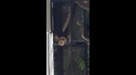 Huge python caught in family's home in the Philippines