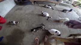 Good Samaritan feeds rescued cats in his house
