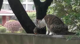 Watch this cat shower bird with gentle pats and kisses