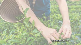 Did You Know These Benefits Of green Tea? |Amazing Health Benefits Of Green Tea