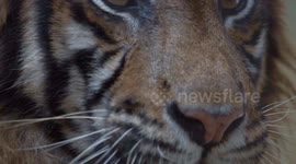 Health examination of a Sumatran tiger (Panthera tigris Sumatrae) in conflict with humans.
