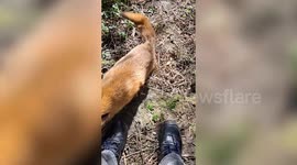 Man reveals heart-warming friendship with young fox he cured of illness