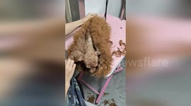 Pet groomer shows hilarious 'Poodle to Chihuahua' transformation